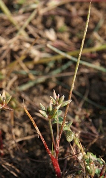 Juncus pygmaeus