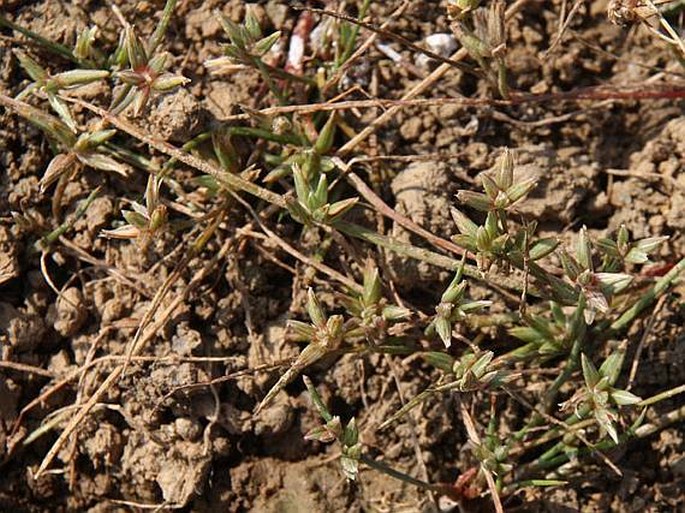 Juncus pygmaeus