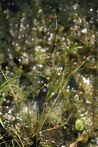 Juncus sphaerocarpus