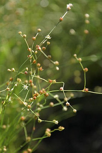 Juncus sphaerocarpus