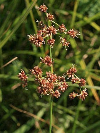 Juncus subnodulosus