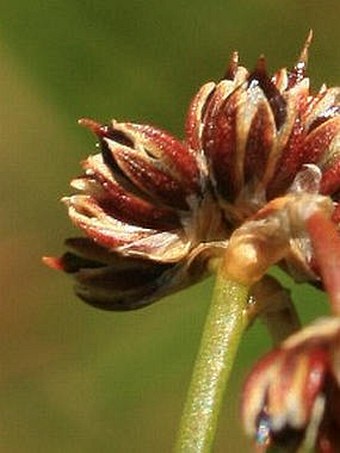 Juncus subnodulosus