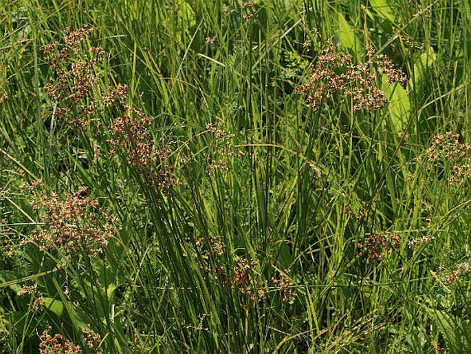 Juncus subnodulosus