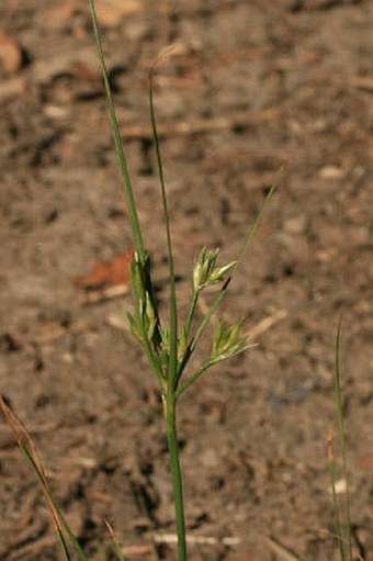 Juncus tenuis