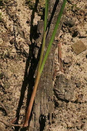 Juncus tenuis