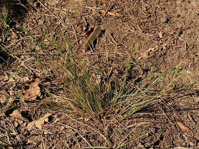 Juncus tenuis