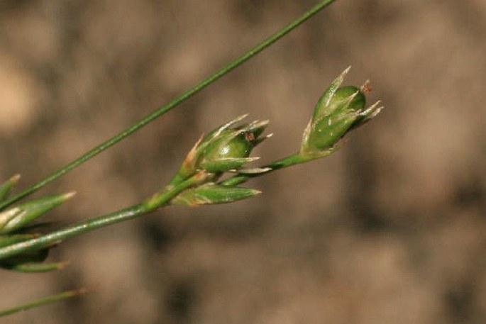 Juncus tenuis