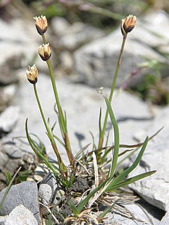 Juncus triglumis