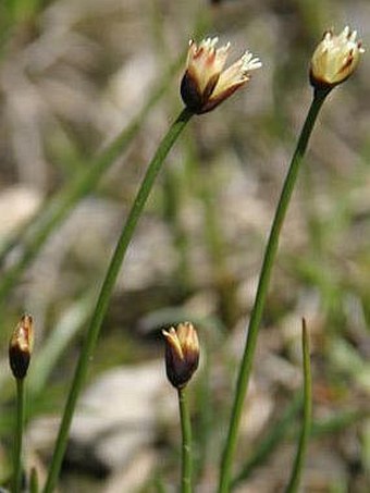 Juncus triglumis