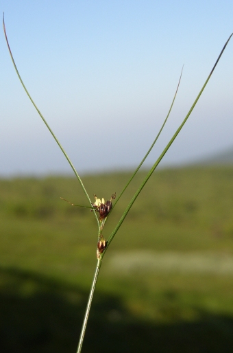 Juncus trifidus