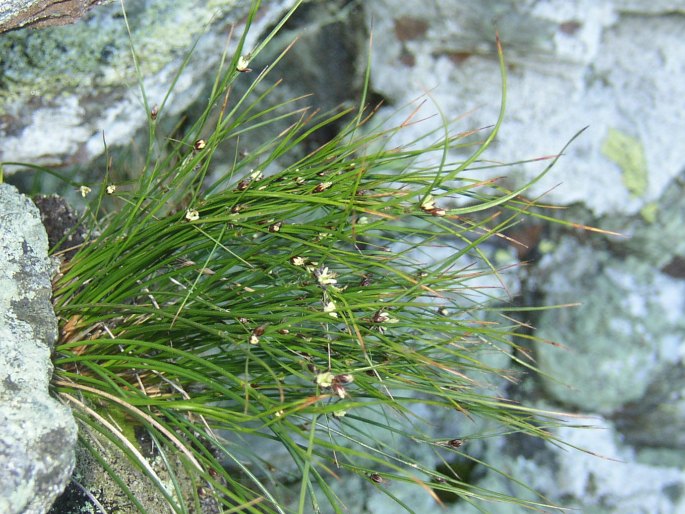 Juncus trifidus