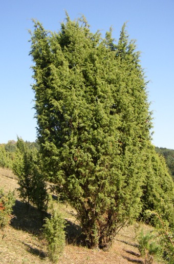 Juniperus communis