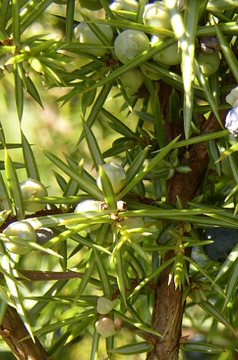 Juniperus communis