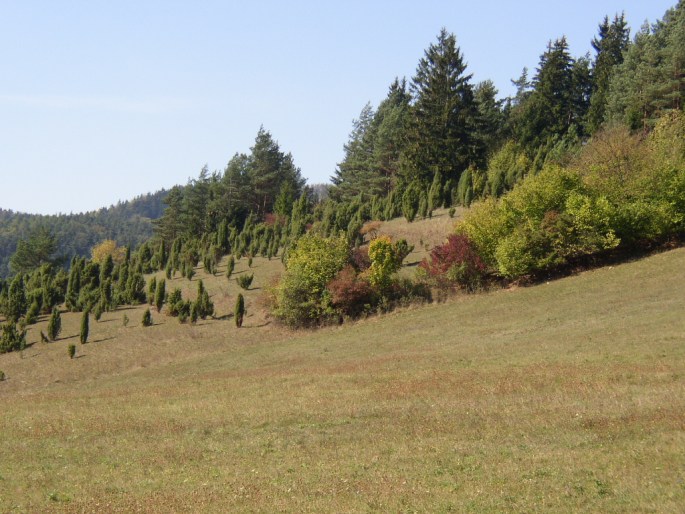 Juniperus communis