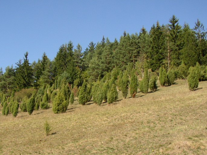 Juniperus communis