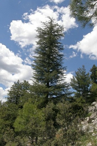 Juniperus drupacea