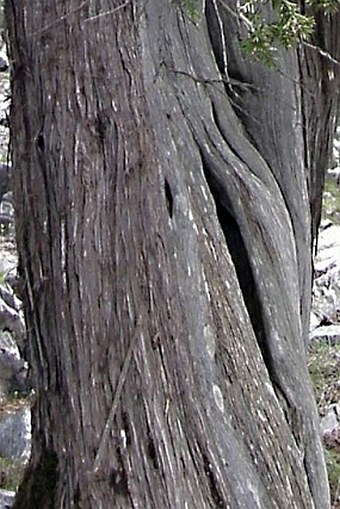 Juniperus drupacea