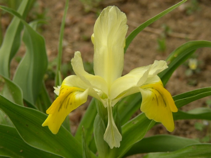 Iris bucharica