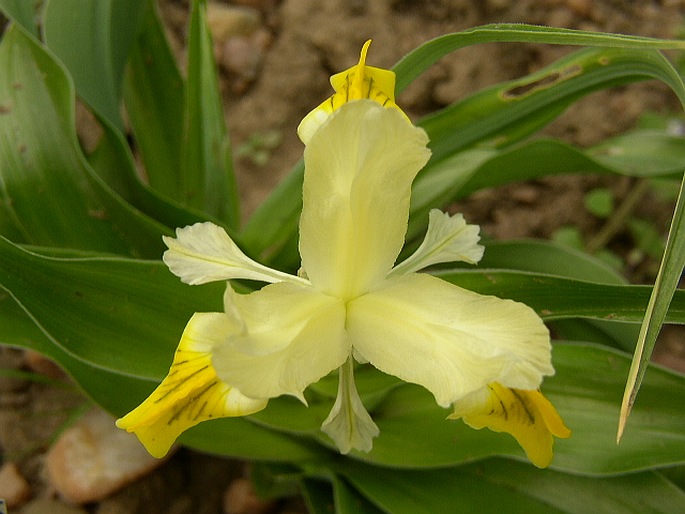 IRIS BUCHARICA Foster – kosatec bucharský