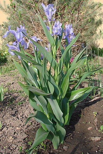 Iris graeberiana