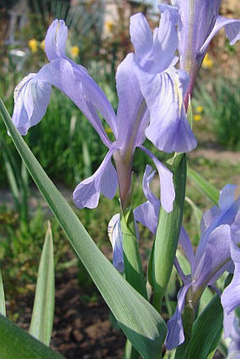 Iris graeberiana