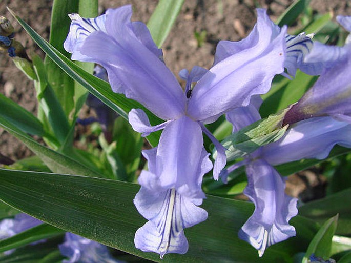 IRIS GRAEBERIANA Sealy – kosatec