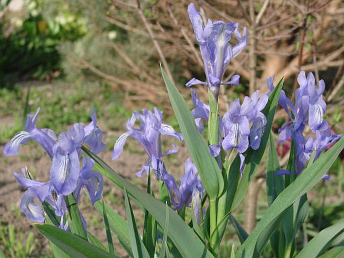 Iris graeberiana