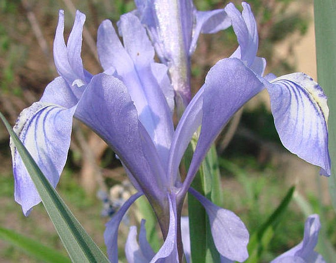 Iris graeberiana