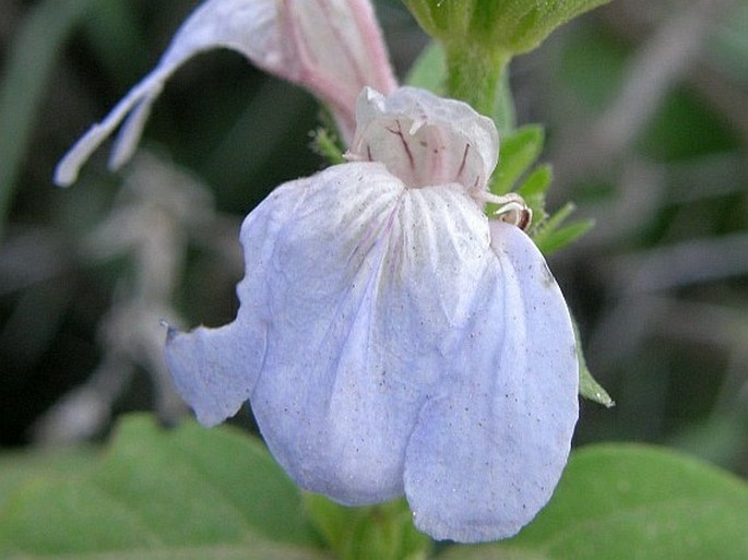 Justicia caerulea