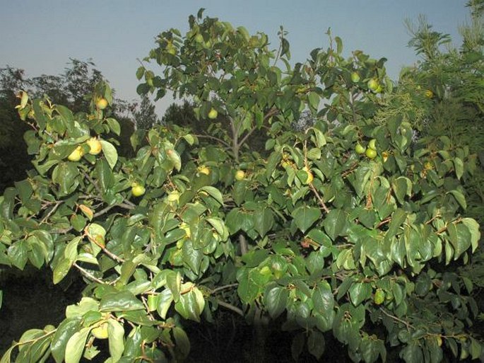 Diospyros kaki