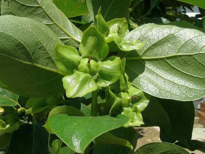 Diospyros kaki