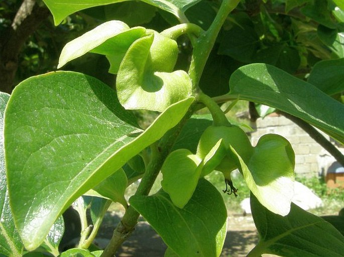 Diospyros kaki