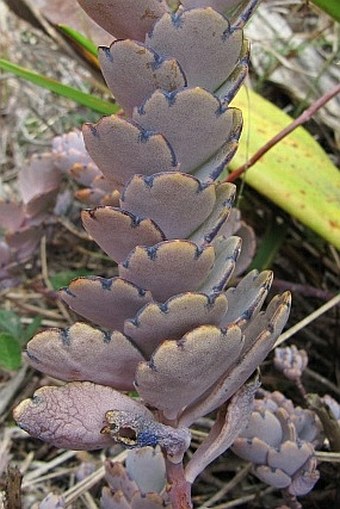 Kalanchoe fedtschenkoi