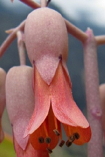 Kalanchoe fedtschenkoi