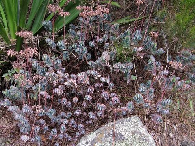 Kalanchoe fedtschenkoi