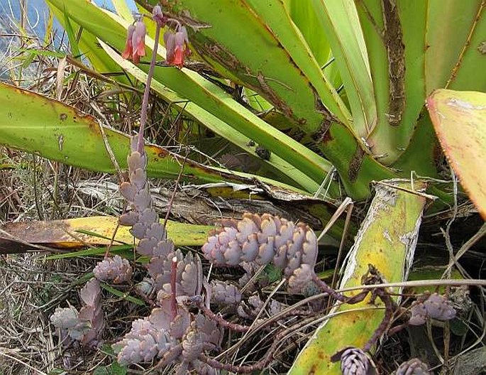 Kalanchoe fedtschenkoi