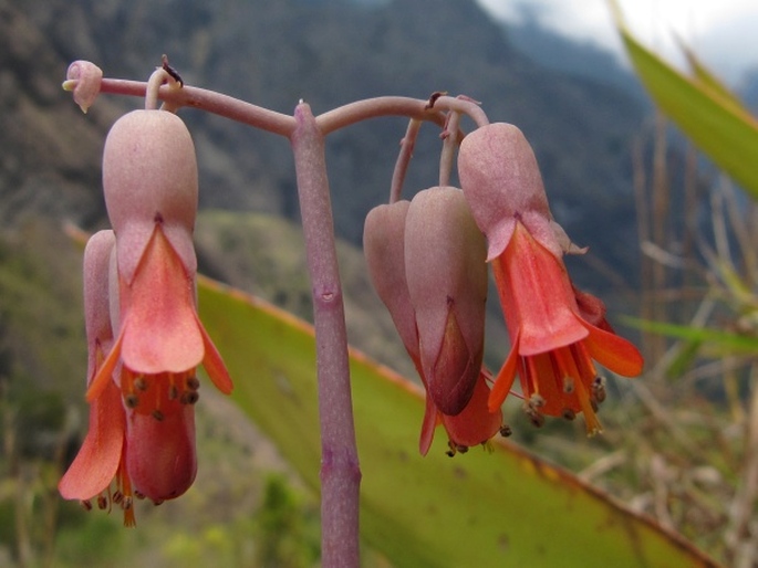 Kalanchoe fedtschenkoi