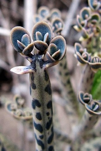 Kalanchoe delagoensis