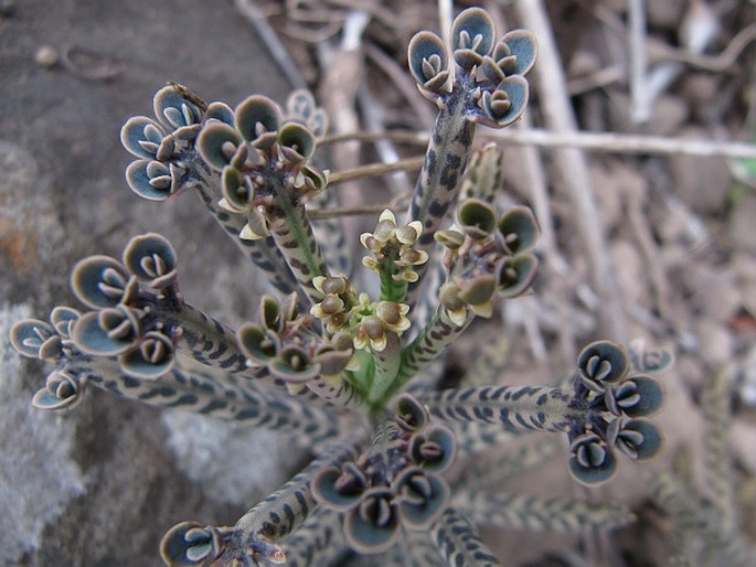 Kalanchoe delagoensis