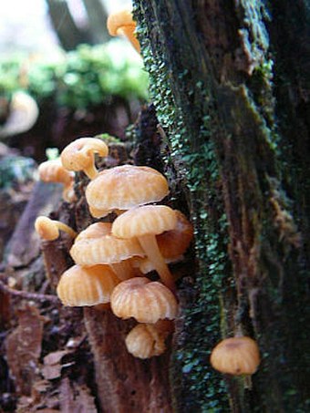 Xeromphalina campanella