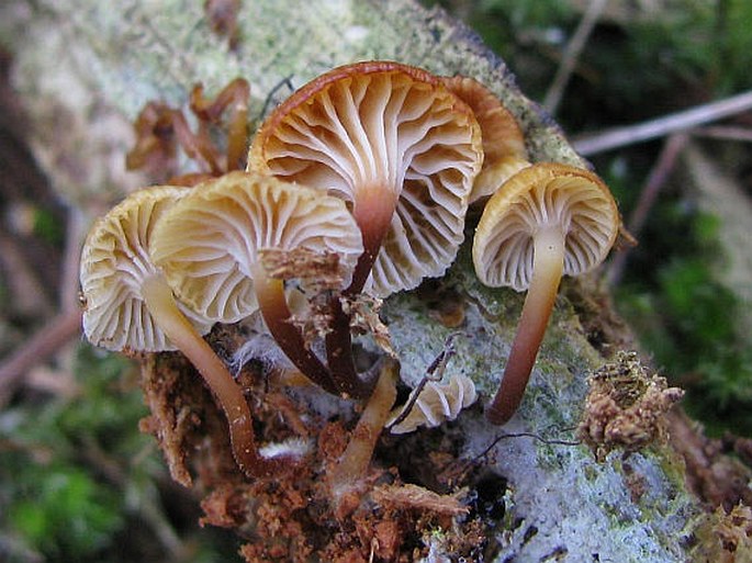 Xeromphalina campanella