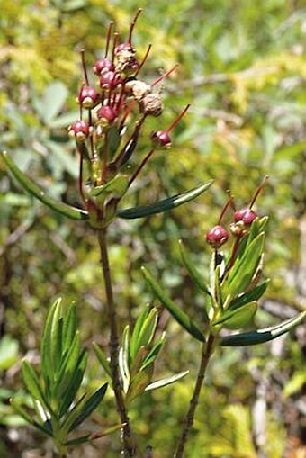 Kalmia microphylla