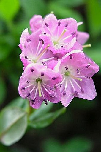 Kalmia microphylla