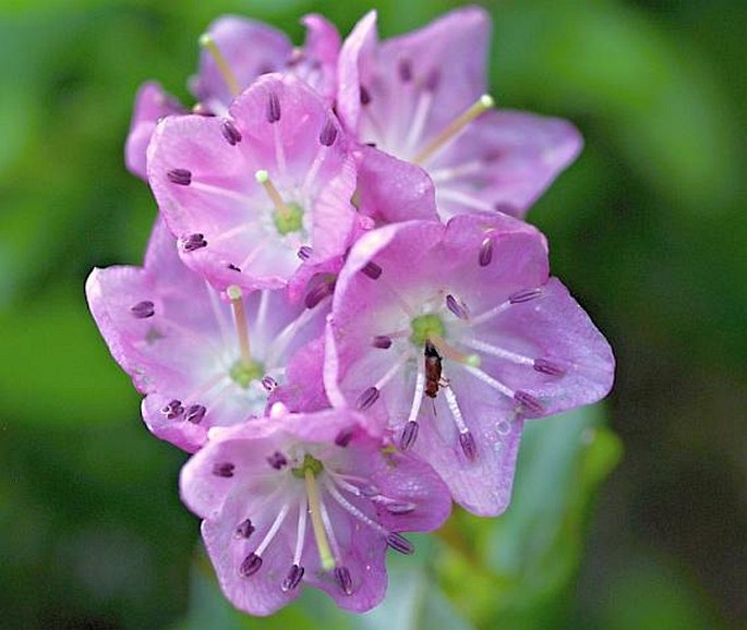 KALMIA MICROPHYLLA (Hook.) A. Heller – mamota