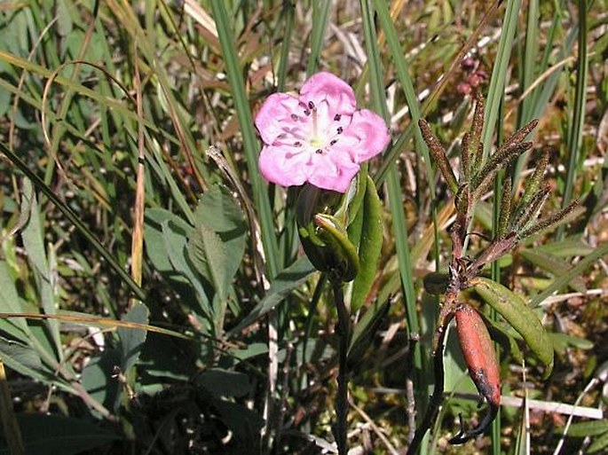 Kalmia microphylla