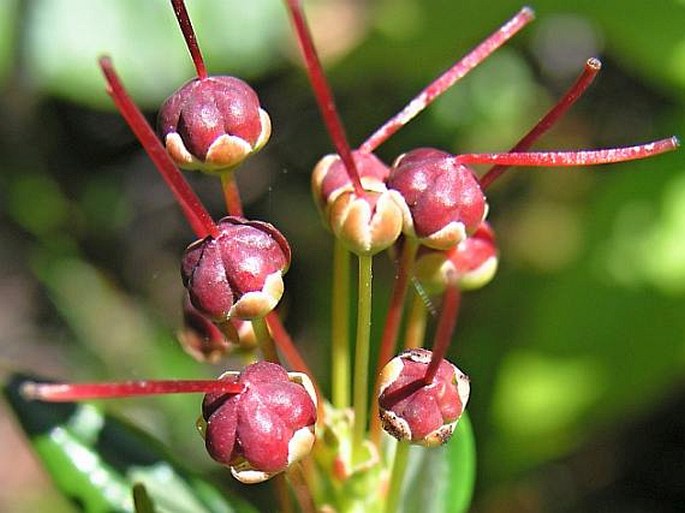 Kalmia microphylla