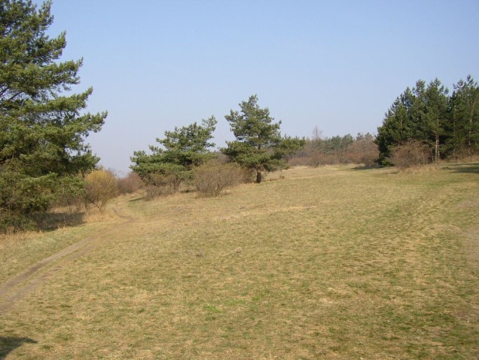 Brno, Kamenný vrch – přírodní rezervace