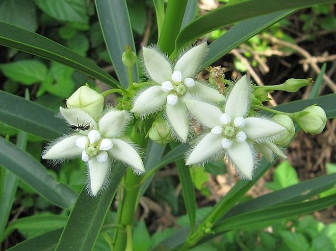 KANAHIA LANIFLORA (Forssk.) R. Br.