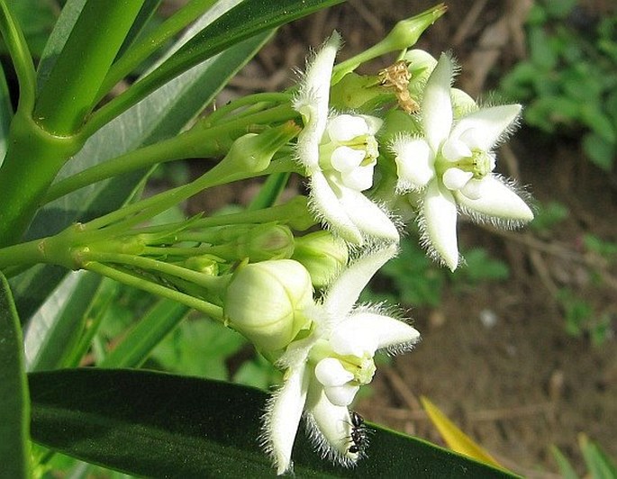 Kanahia laniflora