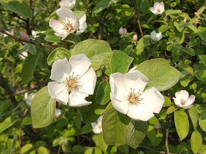 CYDONIA OBLONGA Mill. – kdouloň obecná / dula podlhovastá